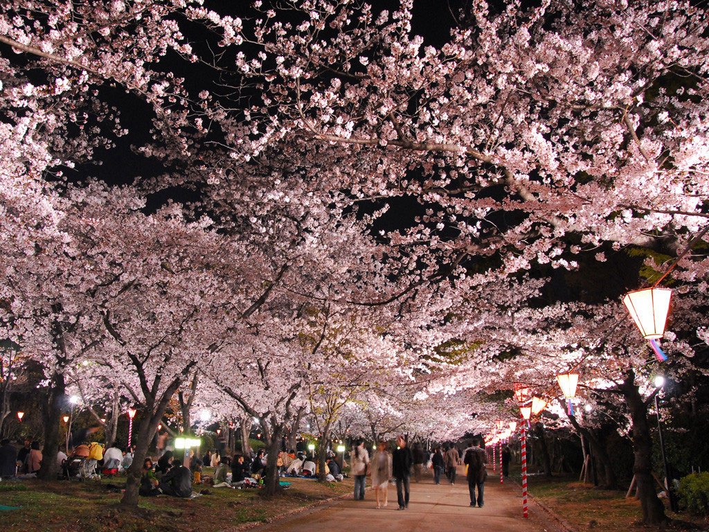 Hanami di notte