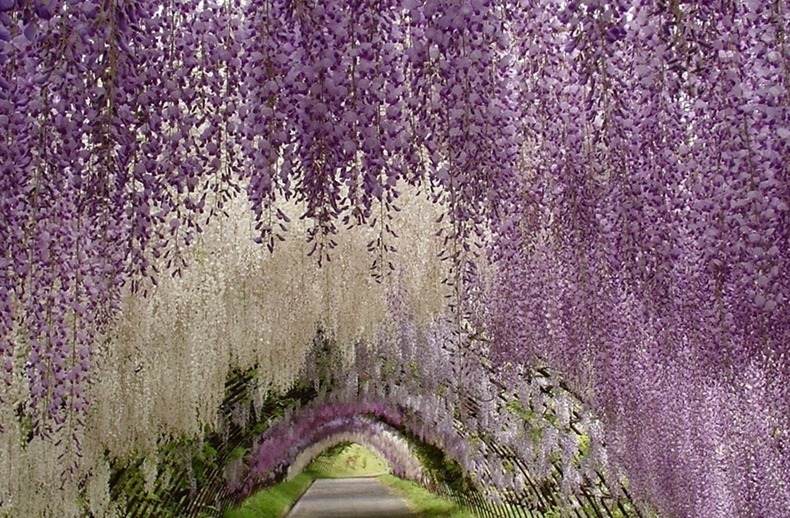 Ashikaga Flower Park